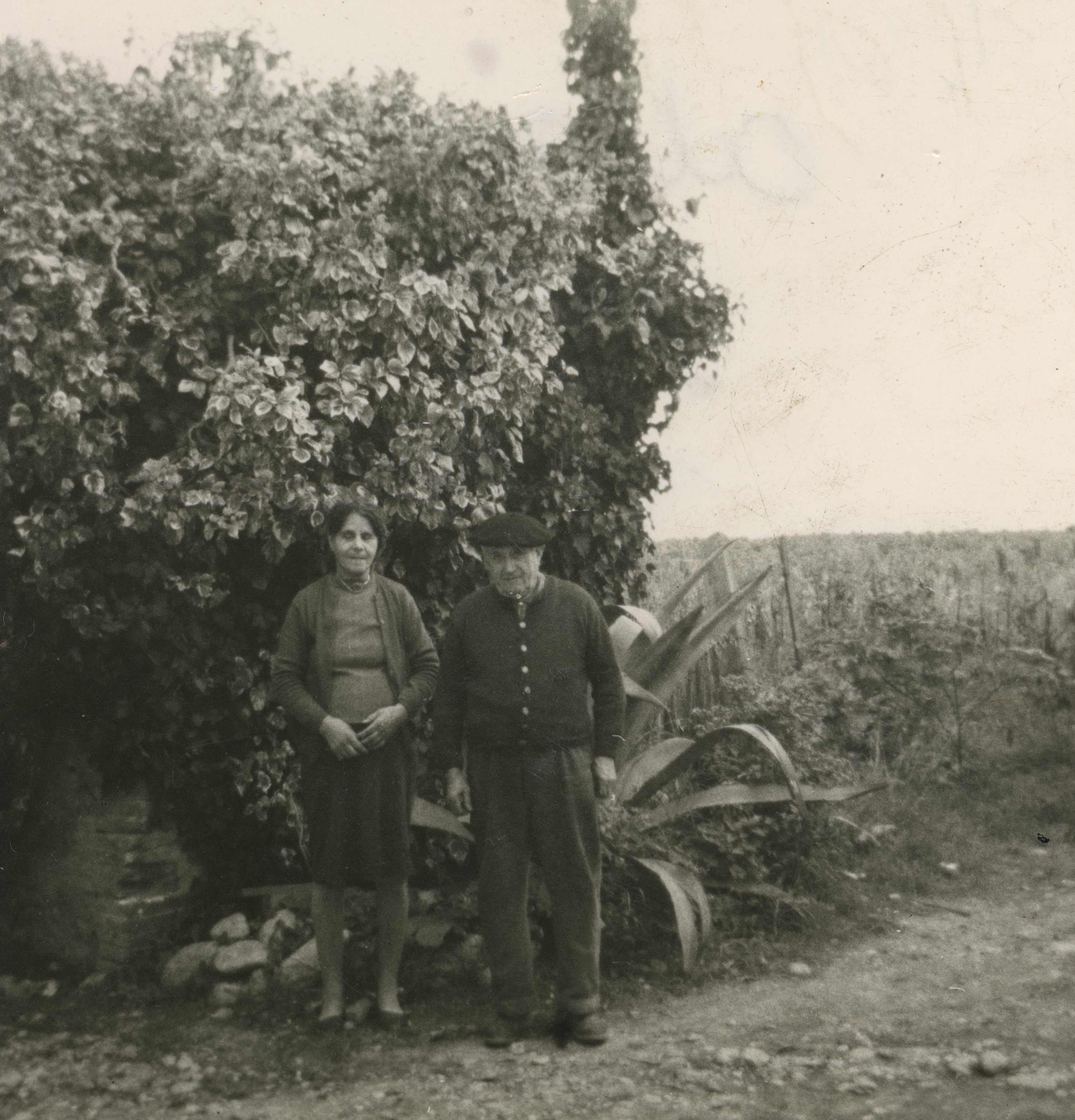 Un pied de vigne