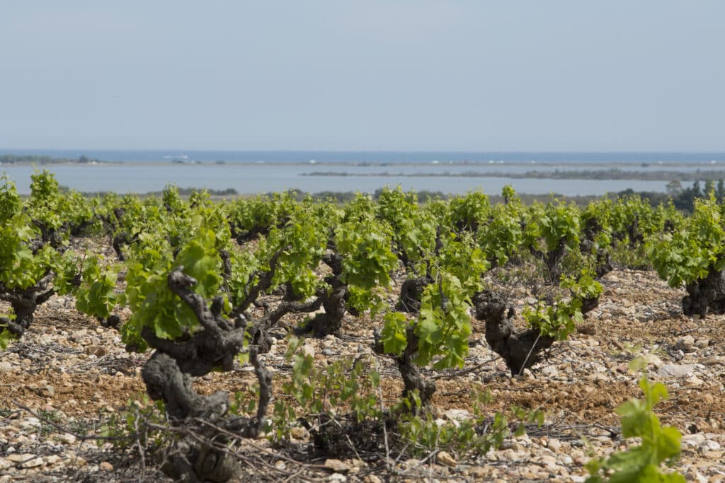 TERROIR LITTORAL